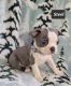 Boston Terrier Puppies for sale in Mineral Wells, WV 26150, USA. price: $150,000