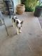 Boston Terrier Puppies for sale in Walhalla, SC, USA. price: $900
