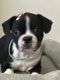 Boston Terrier Puppies for sale in Pocatello, ID, USA. price: $1,000