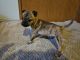 Boston Terrier Puppies for sale in Spokane Valley, WA, USA. price: $500