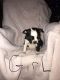 Boston Terrier Puppies for sale in Cave City, KY 42127, USA. price: $500
