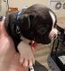 Boston Terrier Puppies for sale in Stafford, Virginia. price: $1,200