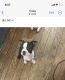 Boston Terrier Puppies for sale in McHenry, IL, USA. price: NA