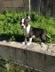 Boston Terrier Puppies for sale in Greenville, South Carolina. price: $550