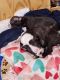 Boston Terrier Puppies for sale in Toledo, Ohio. price: $800