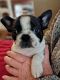 Boston Terrier Puppies for sale in Dayton, Ohio. price: $850