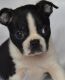 Boston Terrier Puppies for sale in Manchester, New Hampshire. price: $550