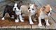 Boston Terrier Puppies for sale in Grand Rapids, Michigan. price: $400