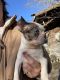 Boston Terrier Puppies for sale in Broxton, GA 31519, USA. price: $800