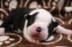 Boston Terrier Puppies for sale in Algona, IA 50511, USA. price: $1,800