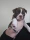Boston Terrier Puppies for sale in Rancho Cucamonga, California. price: $600
