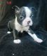Boston Terrier Puppies for sale in West Philadelphia, Philadelphia, PA, USA. price: $400