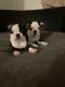 Boston Terrier Puppies