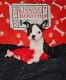 Boston Terrier Puppies for sale in Mineral Wells, WV 26150, USA. price: $900