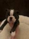 Boston Terrier Puppies for sale in Lansing, MI, USA. price: $589