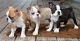 Boston Terrier Puppies for sale in Central, South Carolina. price: $500