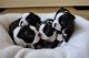 Boston Terrier Puppies for sale in Oklahoma City, Oklahoma. price: $500
