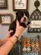 Boston Terrier Puppies for sale in Benson, Minnesota. price: $900
