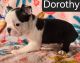 Boston Terrier Puppies for sale in Philadelphia, Pennsylvania. price: $500