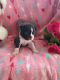 Boston Terrier Puppies for sale in Woodburn, IN 46797, USA. price: $1,100