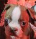 Boston Terrier Puppies for sale in Waterloo, IL 62298, USA. price: $600