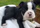 Boston Terrier Puppies for sale in Delaware City, Delaware. price: $500