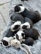 Boston Terrier Puppies for sale in de Funiak Springs, Florida. price: $500