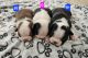 Boston Terrier Puppies for sale in Bowie, Maryland. price: $1,000