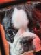 Boston Terrier Puppies for sale in Waterloo, IL 62298, USA. price: $500