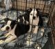 Boston Terrier Puppies for sale in El Paso, Texas. price: $450