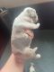 Boston Terrier Puppies for sale in Oxford, Alabama. price: $750