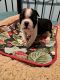 Boston Terrier Puppies for sale in Bassfield, MS 39421, USA. price: NA