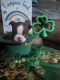Boston Terrier Puppies for sale in Brandon, Florida. price: $1,100