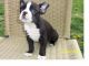 Boston Terrier Puppies for sale in Ventura, CA, USA. price: NA