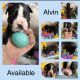 Boston Terrier Puppies for sale in Farmerville, Louisiana. price: $700