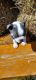 Boston Terrier Puppies for sale in Morrowville, Kansas. price: $700