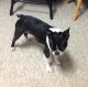 Boston Terrier Puppies for sale in Reese, MI 48757, USA. price: $300
