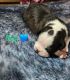 Boston Terrier Puppies for sale in Berrien Springs, MI 49103, USA. price: $800