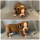 Boston Terrier Puppies for sale in Corry, PA 16407, USA. price: NA