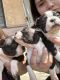 Boston Terrier Puppies for sale in Pueblo, CO, USA. price: $600