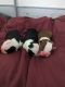 Boston Terrier Puppies for sale in Massillon, Ohio. price: $1,500