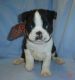 Boston Terrier Puppies for sale in Jonesborough, TN 37659, USA. price: NA