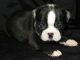 Boston Terrier Puppies for sale in Johnson City, TN, USA. price: $500