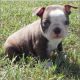 Boston Terrier Puppies for sale in Jacks Creek, TN 38340, USA. price: NA