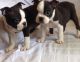 Boston Terrier Puppies for sale in Jasper, TN 37347, USA. price: NA