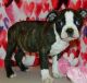 Boston Terrier Puppies for sale in Franklin, ID 83237, USA. price: NA