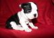 Boston Terrier Puppies for sale in Hialeah, FL, USA. price: NA