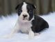 Boston Terrier Puppies for sale in Cape Coral, FL, USA. price: NA