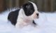 Boston Terrier Puppies for sale in Allagash, ME 04774, USA. price: NA