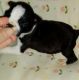 Boston Terrier Puppies for sale in Davenport, IA, USA. price: NA
